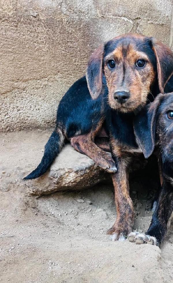 SAM - cucciolo di 4 mesi - taglia medio-piccola Foto 3